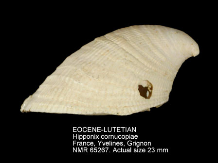 EOCENE-LUTETIAN Hipponix cornucopiae.jpg - EOCENE-LUTETIANHipponix cornucopiae(Röding,1798)